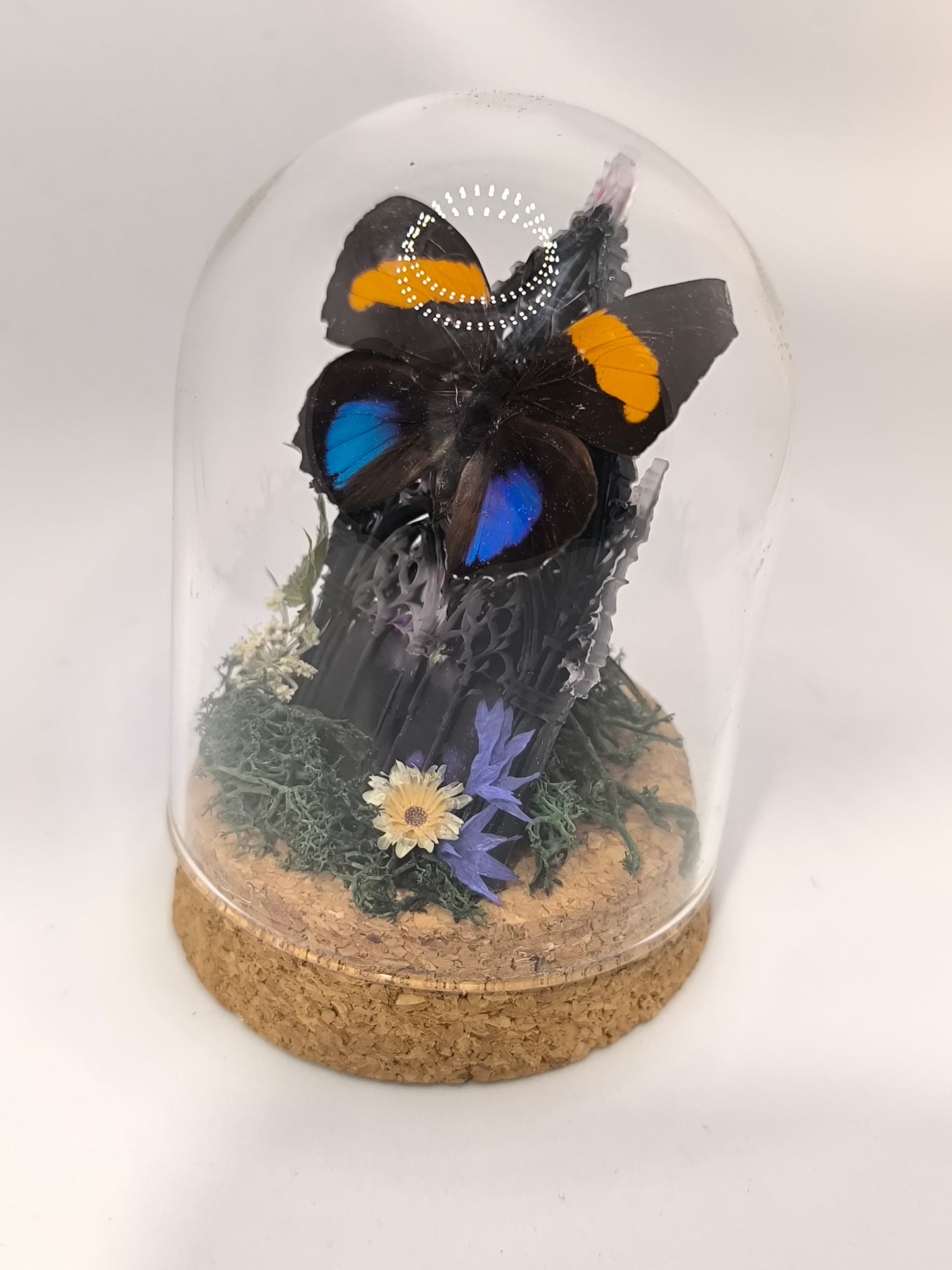 Callicore aegina Kuppel