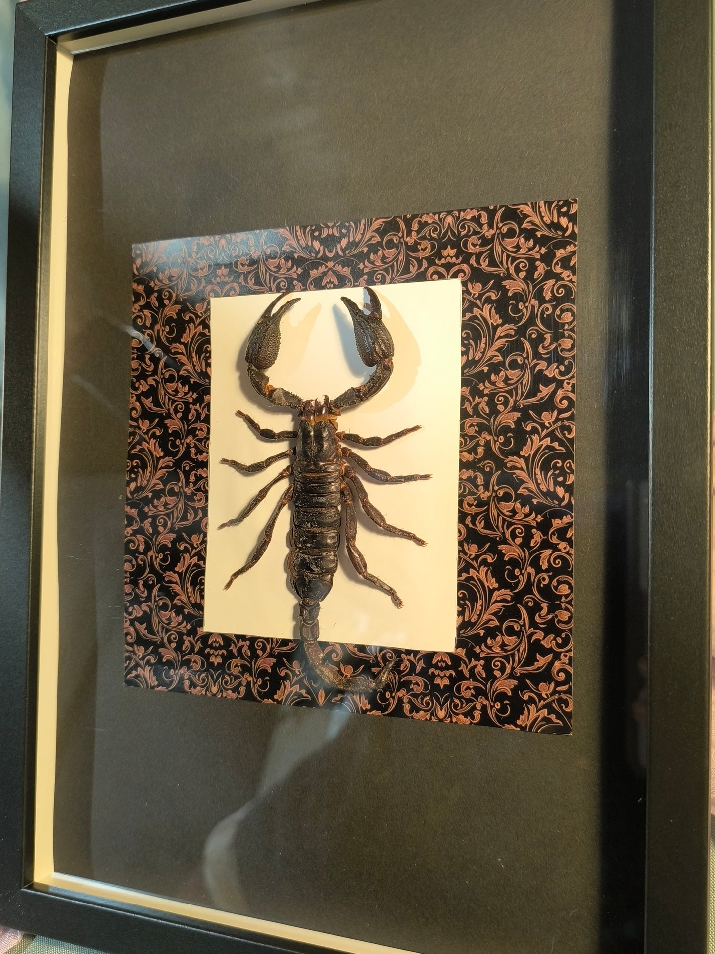 Schwarzer laos-Skorpion