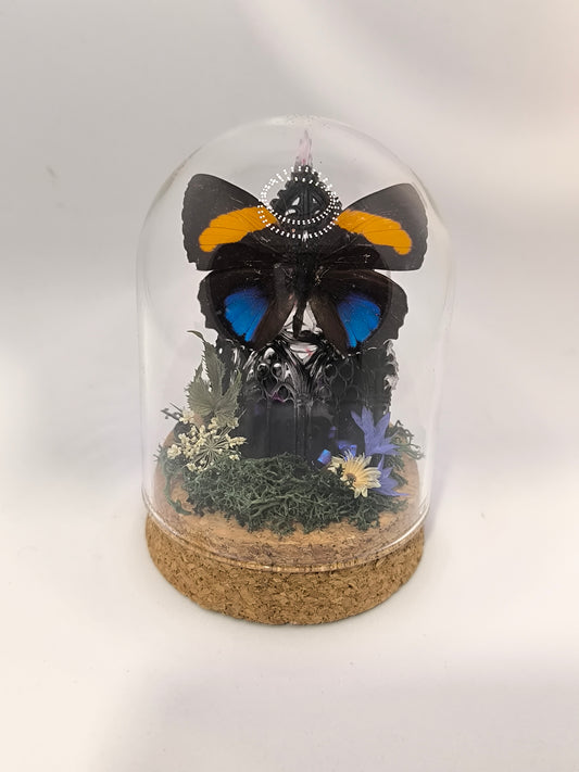 Callicore aegina Kuppel