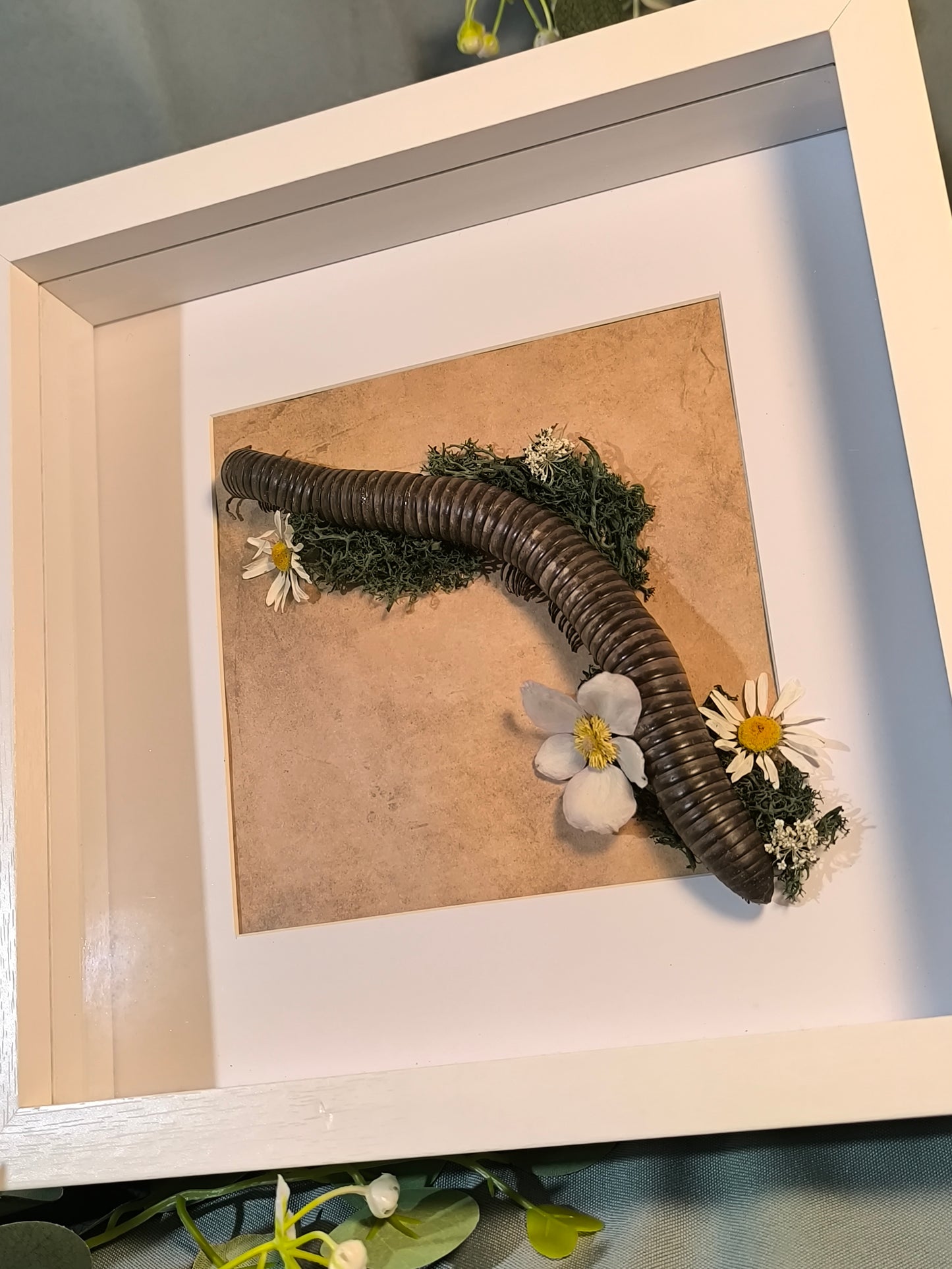 Der Riesen Tausendfüßler